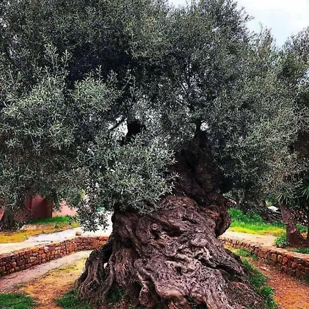 A Due Passi Dai Trulli Alberobello
